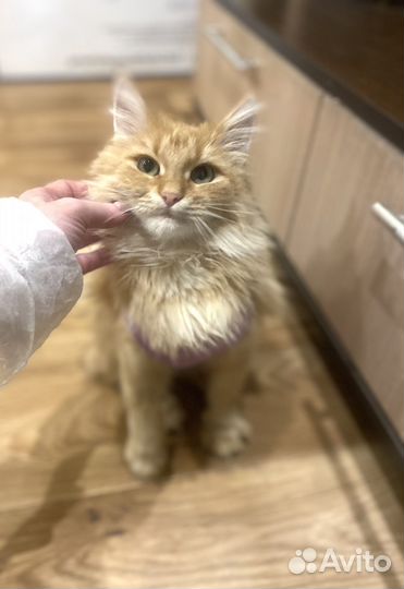 В добрые руки