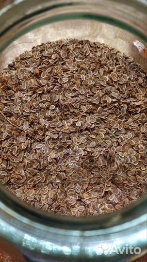 Семена укропа и петрушки