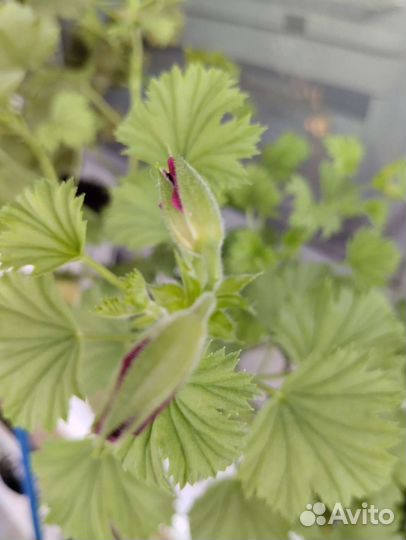 Герань пеларгония королевская