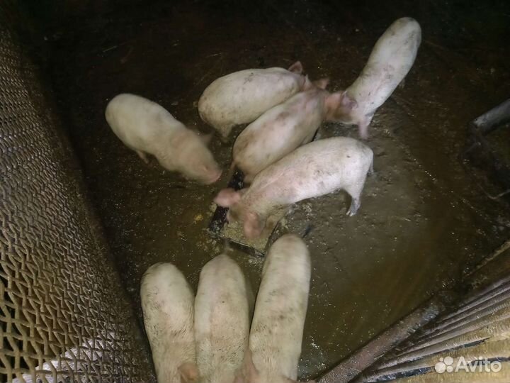 Поросята