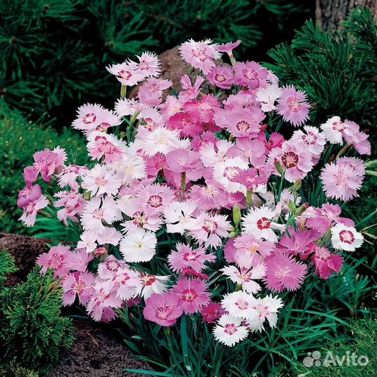 Гвоздика перистая микс