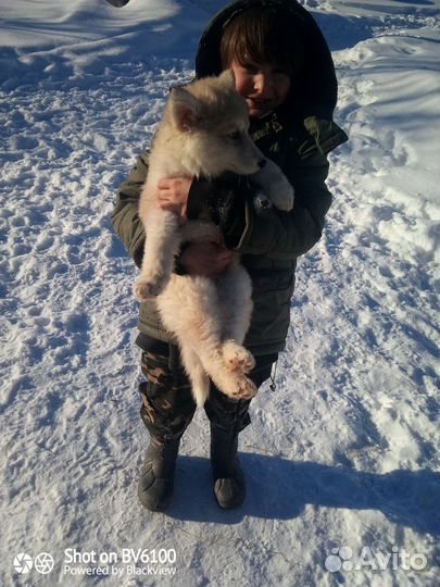 Волкособ,вольфхунд,хаски,щенки