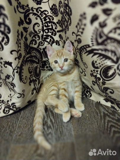 Котëнок в добрые руки