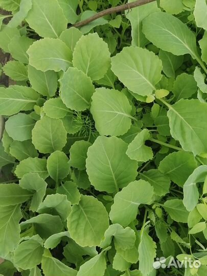 Рассада капусты