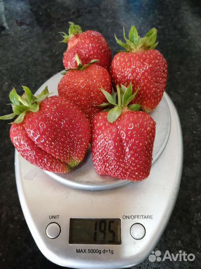 Саженцы клубники