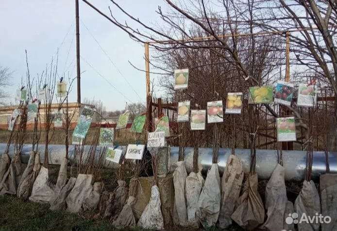 Саженцы плодовых деревьев