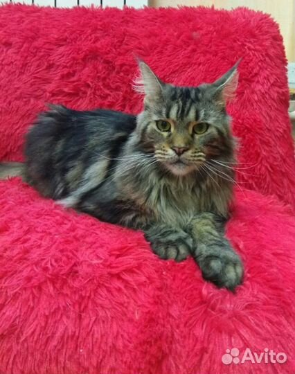 Мэйн кун кошка