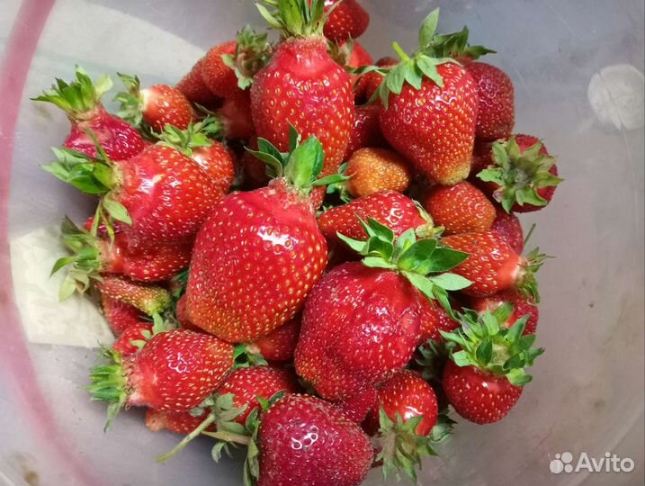 Рассада клубники(усы)