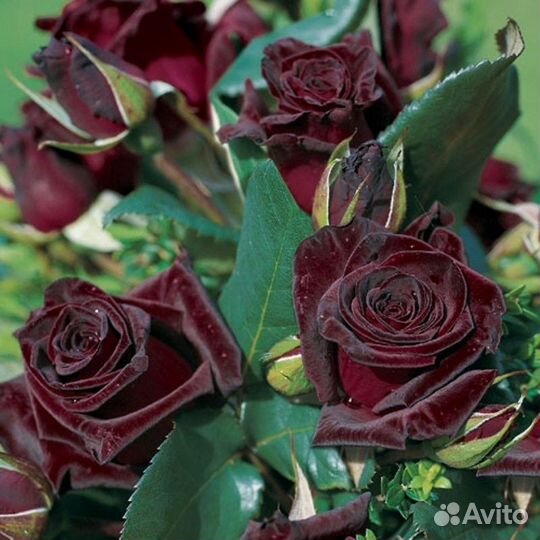 Роза Блек Баккара