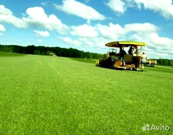 Рулонный газон