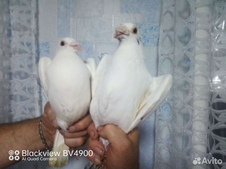 Голуби почтовые, спортивные