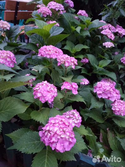 Гортензия крупнолистная саженцы