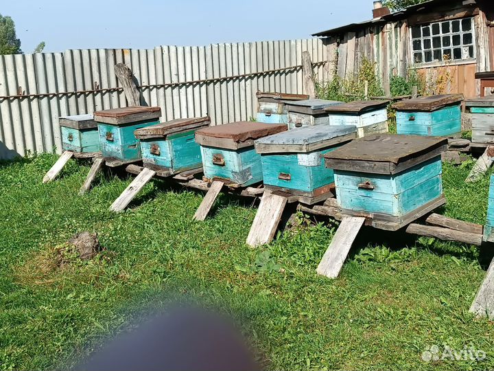 Продаю пчелосемьи и ульями и без