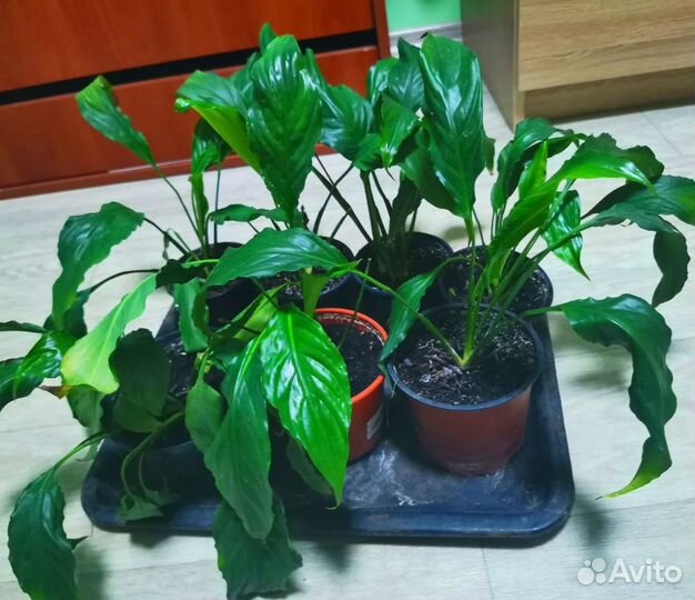 Спатифиллум