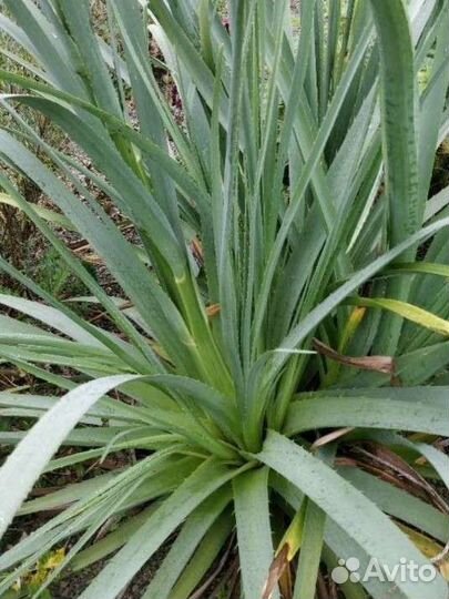 Гигантскийуличный Вечнозел. Эрингиум агаволистный