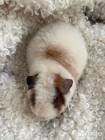 Американский тедди девочка