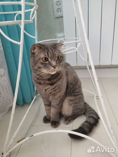 Скоттиш фолд