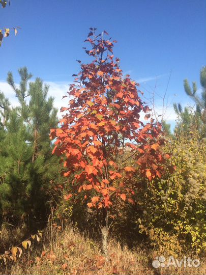 Саженцы декоративного дерева рябины