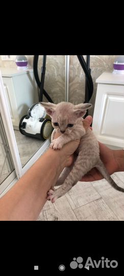 Котята девон-рекс девочка
