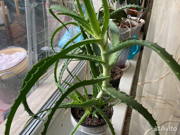 Алоэ на лекарство