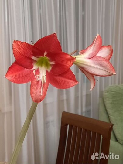 Гипераструм