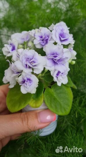 Мини фиалки