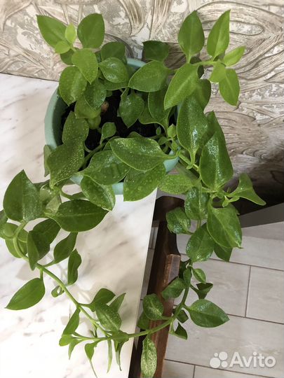 Аптения цветет фиолетовыми цветочками