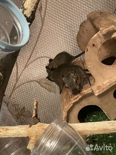 Чилийская белка дегу