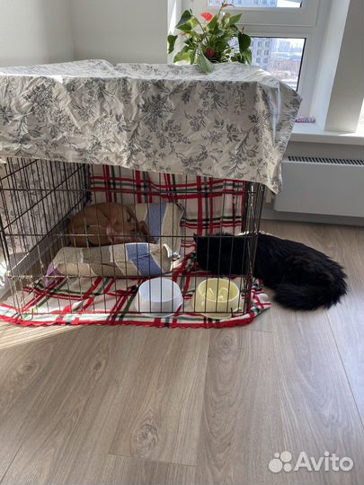 Вольер для собак