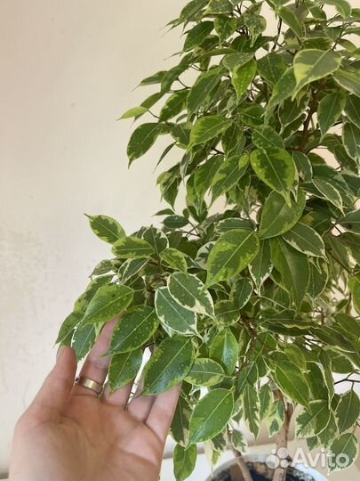 Фикус Бенджамина, комнатное растение