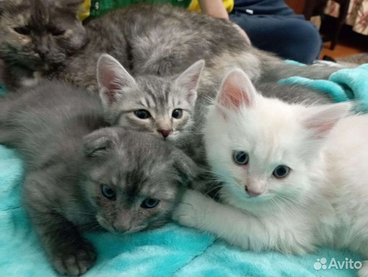 Котята в добрые руки