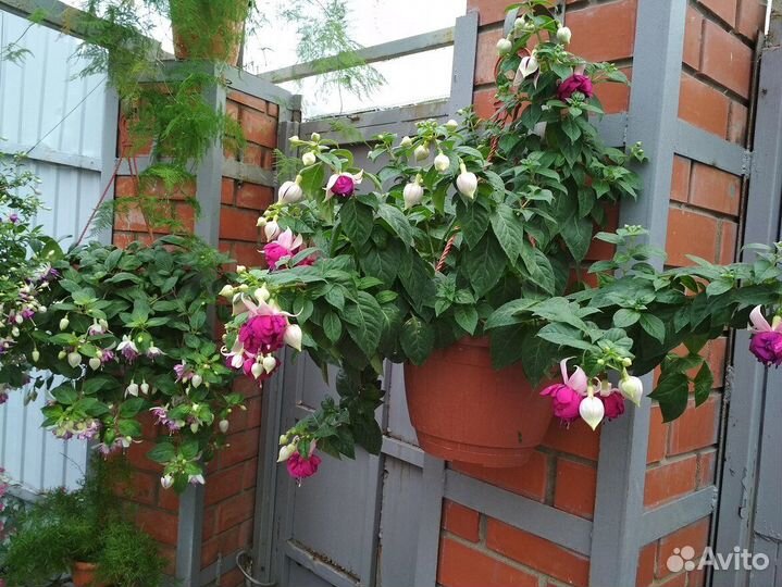 Фуксия,фуксии