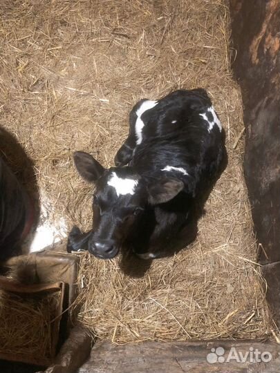 Бычки и быки