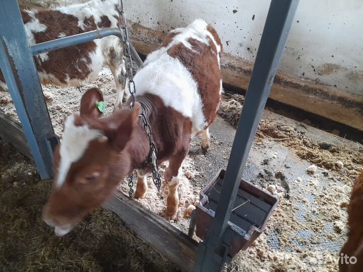Бычки телят бесплатная доставка