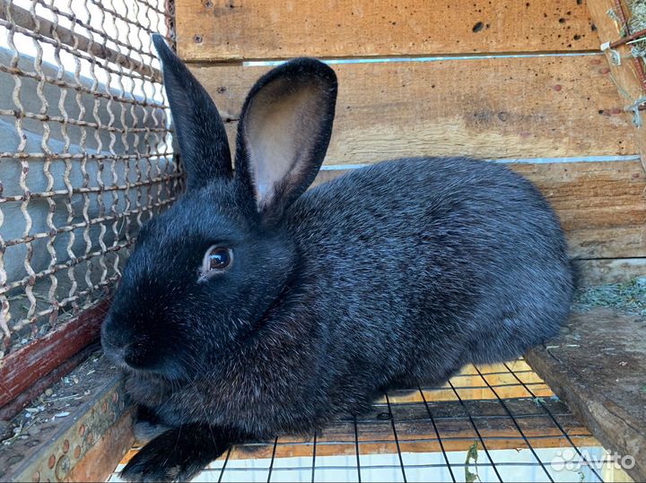 Кролик «Полтавское Серебро»