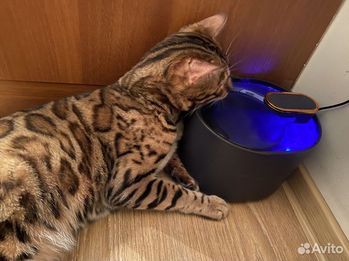 Поилка для кошек собак