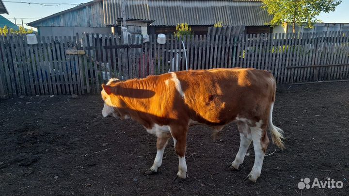 Бычки 4 мес