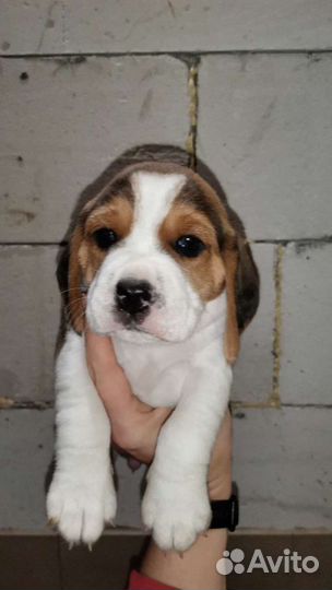 Бигль мальчик