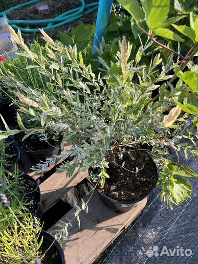 Ива хакуро нишики c4