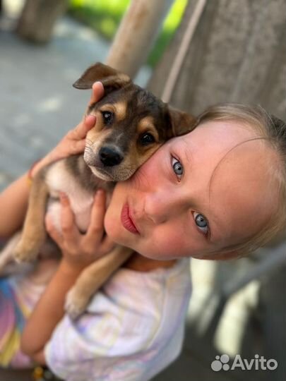 Щенок в добрые руки отдам бесплатно