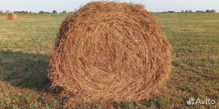 Продам сено в рулонах
