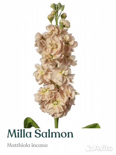 Рассада маттиолы Milla