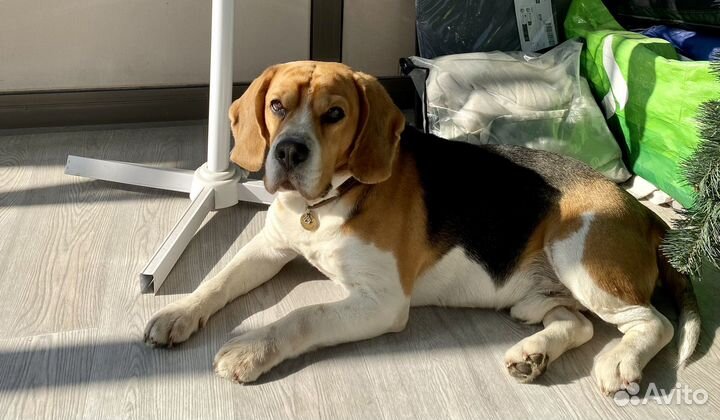 Вязка бигль