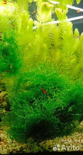 Мох,рыбки,креветки, растения,аквариум куб