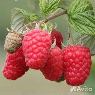 Саженцы малины