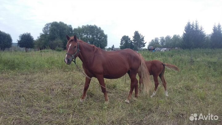 Кобыла с жеребенком