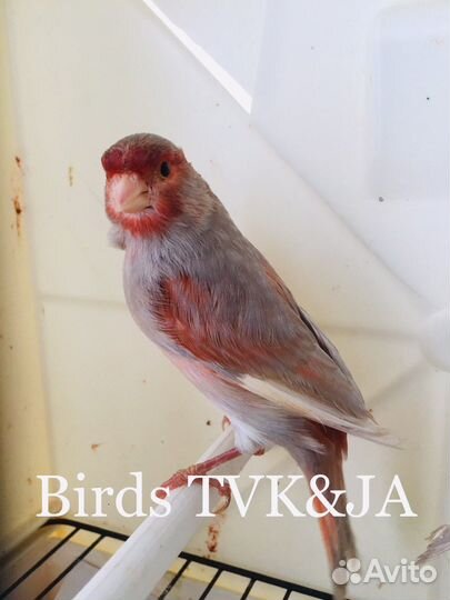 Канарейки брун jaspe (яшма) красная мозаика