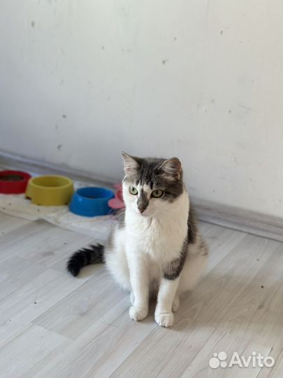 Кошка Луша ищет дом