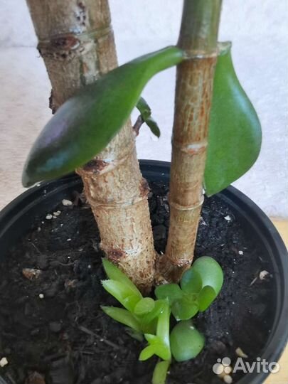 Толстянка древовидная