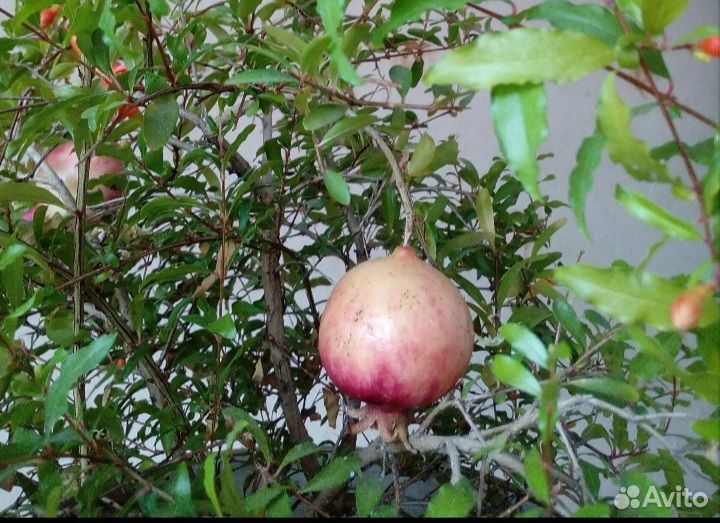 Четыри саженца декоративного комнатного гранатика